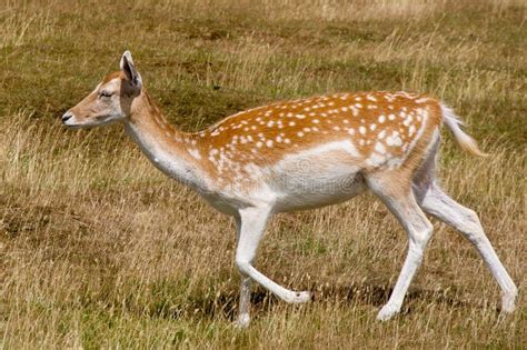 Fallow deer Doe stock photo. Image of female, grass, fallow - 10440556