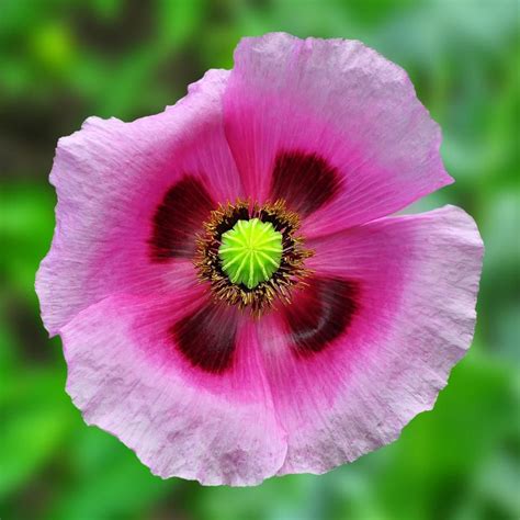 Pretty Poppy Varieties | HGTV Poppy Pods, Ornamental Cabbage, Taproot, Look At The Moon, Poppy ...