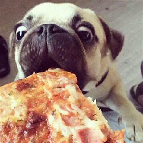 19 Reasons Why Pugs Are The Worst Dogs To Live With