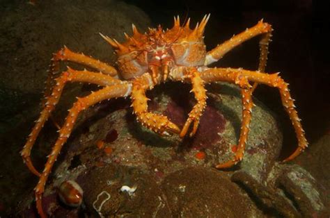 Spiny king crab | Animals | Monterey Bay Aquarium