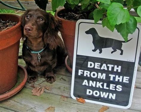 15 Clever "Beware of Dog" Signs That Inspire Laughter, Not Fear - BARK Post