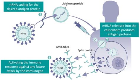 IJMS | Free Full-Text | A Comprehensive Review of mRNA Vaccines