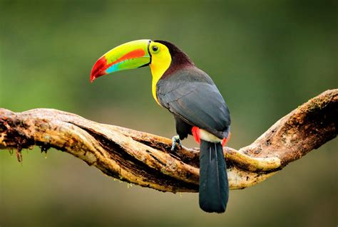 "Astonishing reduction" in bird habitats found in Colombia - Earth.com