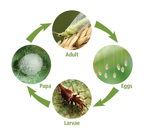 ARBICO Organics: August 2018