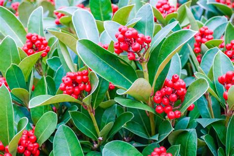 18 Species of Holly Plants