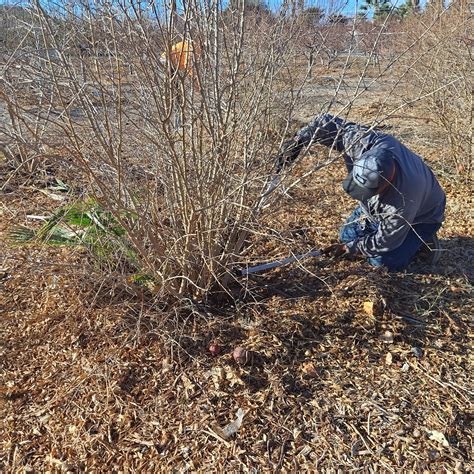 Xtremehorticulture of the Desert: Winter Pruning of Pomegranate Helps ...