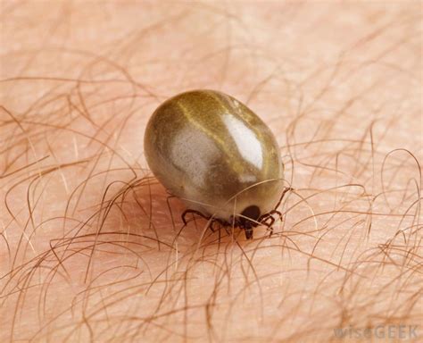 Ticks on Dogs | Be Wary, Treat Naturally