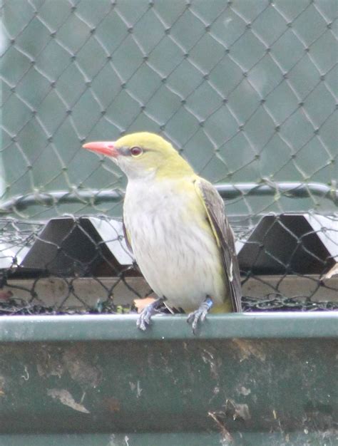 Golden oriole female - ZooChat