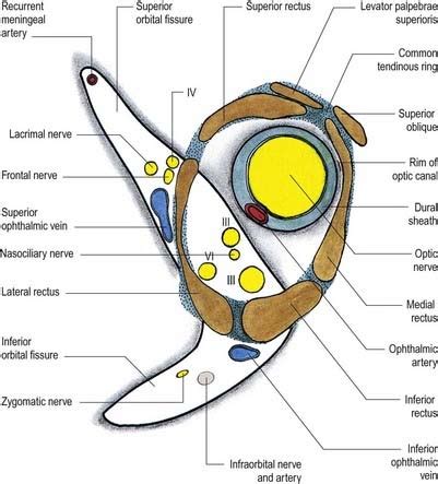 Cranial Nerves | Clinical Gate