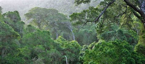 Knysna Forest Timber Camping Decks, Garden Route