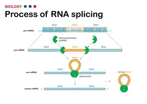 Biological diagram present process of RNA splicing for remove intron, non coding region, out ...