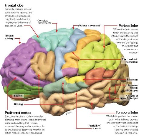 Functions of The Cerebral Cortex, Frontal lobe, Prefrontal cortex ...