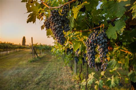 Agri View: Grape Farming Expanding | AgNet West