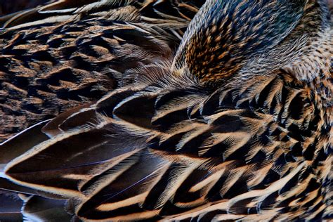 2011PHOTOBLOG: Mallard feathers