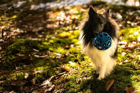 Dog Fetch Ball - Free photo on Pixabay - Pixabay