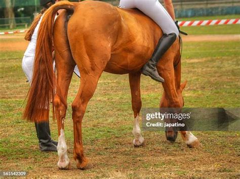 69 Dressage Uk Stock Photos, High-Res Pictures, and Images - Getty Images