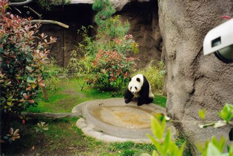 San Diego Zoo to Bid Farewell to Giant Pandas as Long-term Conservation ...