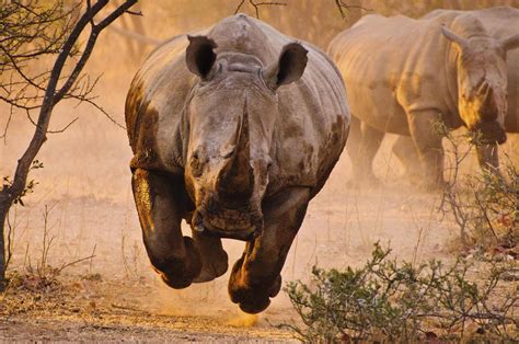 111 Rhino HD Wallpapers | Background Images - Wallpaper Abyss