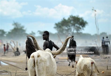 A herdsman from the Nuer tribe stands among his cattle at a... News ...