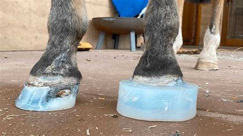 Corrective Horseshoeing - Advanced Hoof Rehabilitation