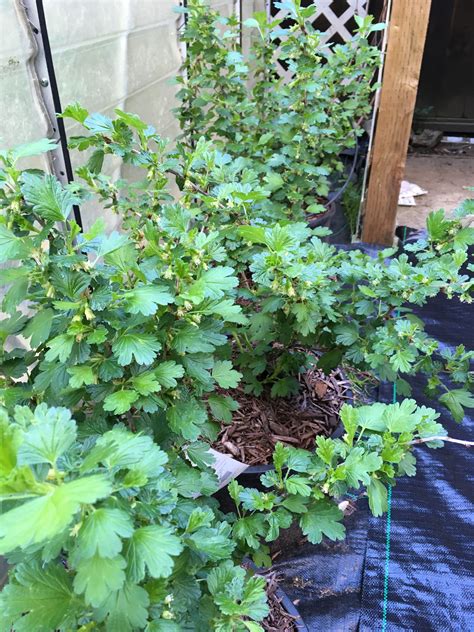 Gooseberry bushes! | Gooseberry bush, Plants, Backyard