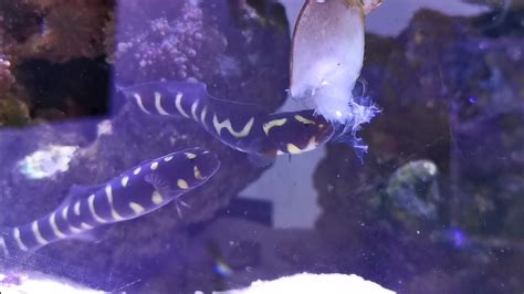 FEEDING my SaltWater Snakes ! ( Engineer Goby) - YouTube