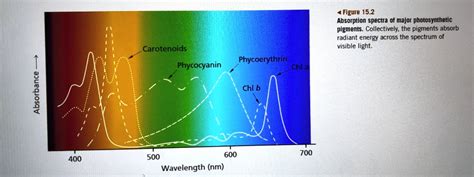 SOLVED: Figure 15.2: Absorption spectra of major photosynthetic pigments. Collectively, the ...