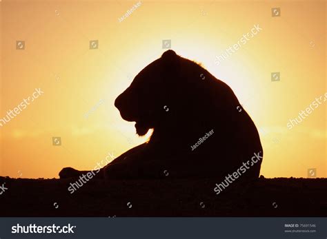 Lion Silhouette Sunset Stock Photo 75691546 - Shutterstock