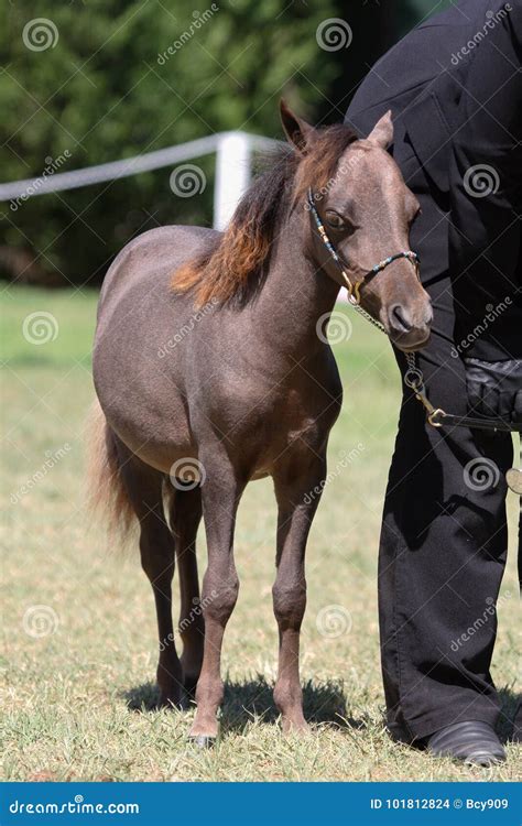 Miniature horse stock photo. Image of dressage, beauty - 101812824