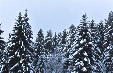 Snow Covered Pine Trees Under Cloudy Sky · Free Stock Photo