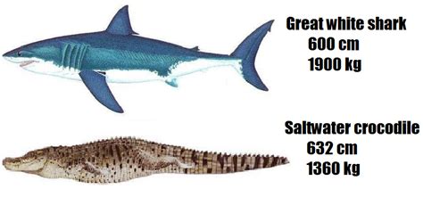 Saltwater Crocodile vs Great White Shark | The World of Animals