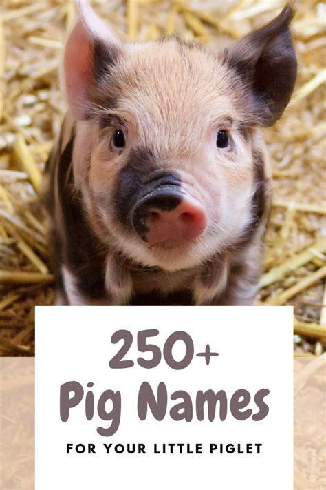 250 pet pig names for your little piglet from albert to wally – Artofit