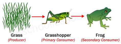 Food Chains and Food Webs | Examples of Food Chains and Food Webs