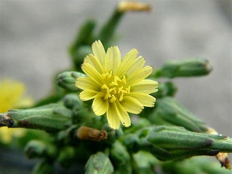 Lactuca serriola - Prickly Lettuce or Compass Plant (Asteraceae Images)