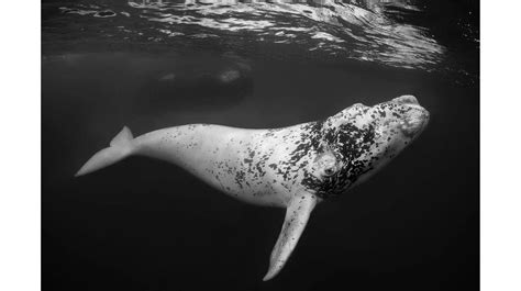 The breathtaking winners of the Underwater Photographer of the Year 2023 contest | Euronews