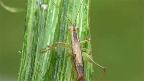 Short-winged meadow katydid identification - YouTube