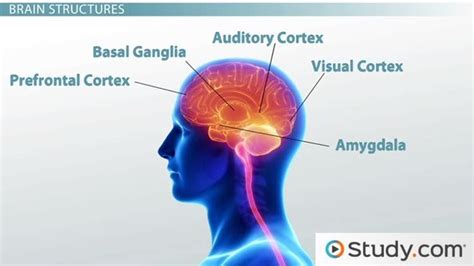 Schizophrenia Brain / Schizophrenia Summing It Up Emotion Brain ...