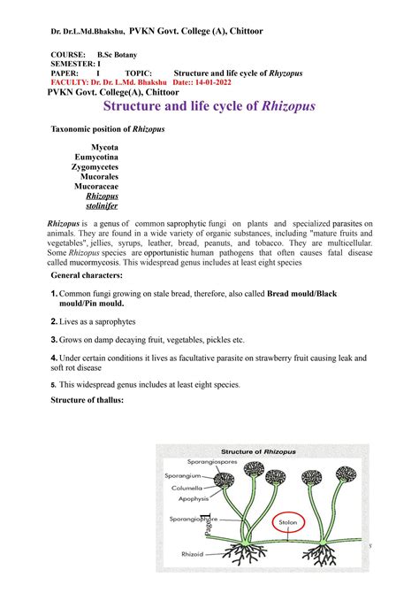 RHIZOPUS STRUCTURE REPRODUCTION AND ECONOMIC IMPORTANCE by Dr. L.Md ...