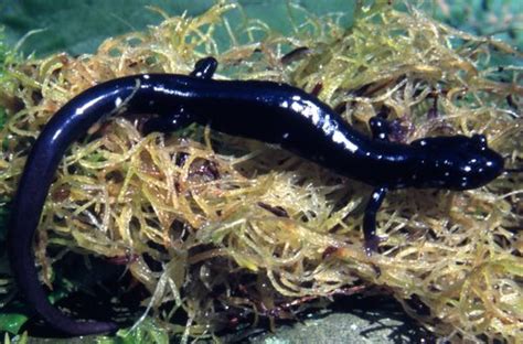 Northern Slimy Salamander – PA HERP IDENTIFICATION