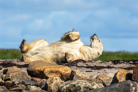 Polar Bear Tours Archives - Churchill Wild Polar Bear Tours