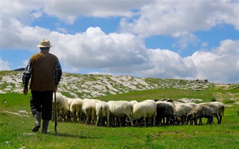 Are There Still Shepherds Today? | Wonderopolis