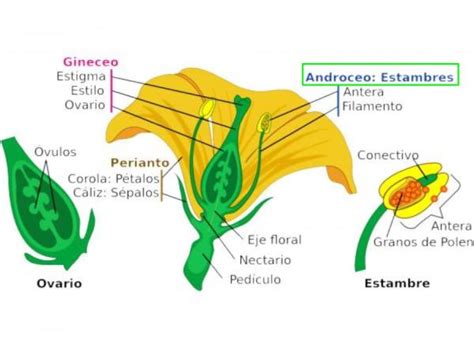 Qué son los ESTAMBRES de una FLOR, su función y tipos - Resumen