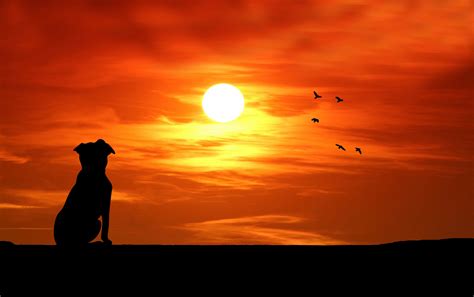 日没のシルエットを見て犬 無料画像 - Public Domain Pictures
