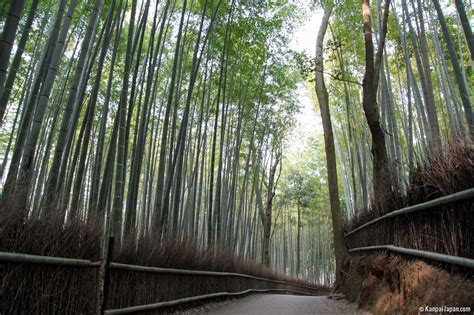 Arashiyama Bamboo Grove - The Sagano Bamboo Forest in Kyoto