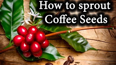 Indoor Coffee Bean Plants: How to sprout Coffee Seeds - YouTube