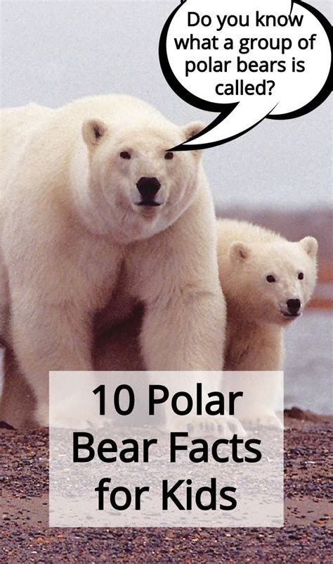 Printable Polar Bear Facts