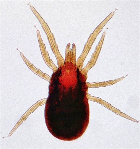 Mites of livestock - Alchetron, The Free Social Encyclopedia