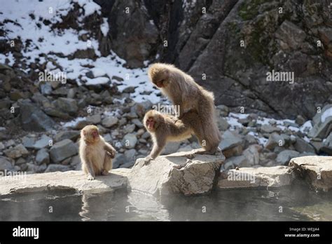 Japanese Macaques Mating On Rock Stock Photo - Alamy