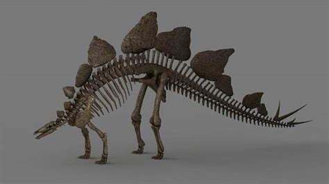 stegosaurus fossils - Bing Imagens | Fósseis, Dinossauros, Animais