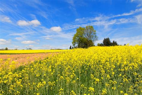 Landscape French Limousin with Seed Stock Photo - Image of france, vienne: 115592570